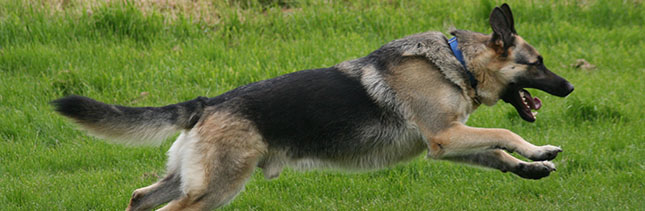 aggressive German Shepherd